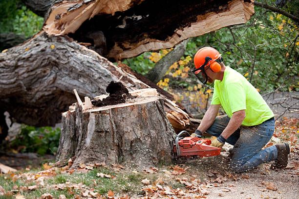 Professional  Tree Services in Randolph, NE